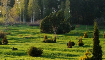 Ботанический сад ПетрГУ: природа и наука Ботанический сад ПетрГУ: природа и наука